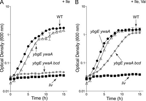 Growth Behavior Of B Subtilis Strains Lacking Bcaa Aminotransferases