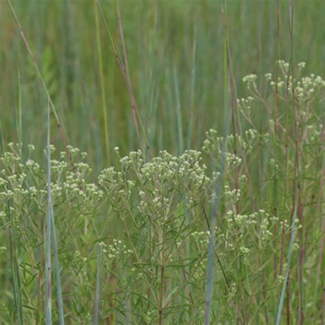 Eupatorium hyssopifolium/Hyssop Leaved Thoroughwort