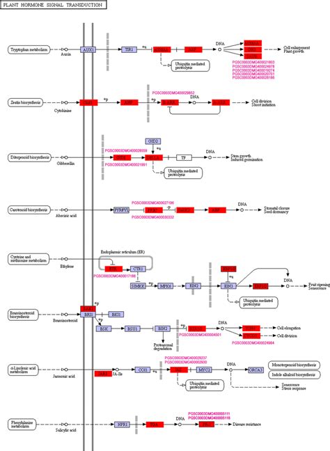 Schematic Of The Pathway Category Plant Hormone Signal Transduction