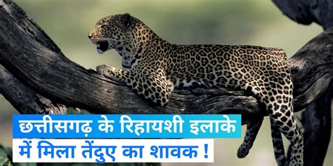 Gariaband Leopard Cub Leopard Cub Found In Gariaband Chhattisgarh