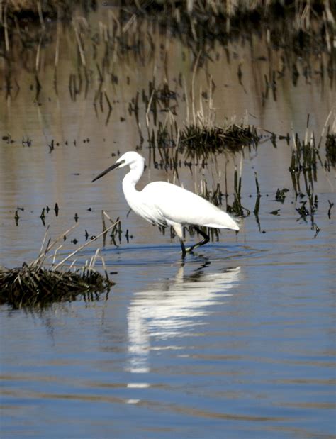 Herons & egrets – Ardeidae | nightingale trails