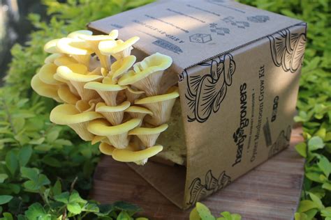 Yellow Oyster Mushroom Grow Kit Etsy Uk