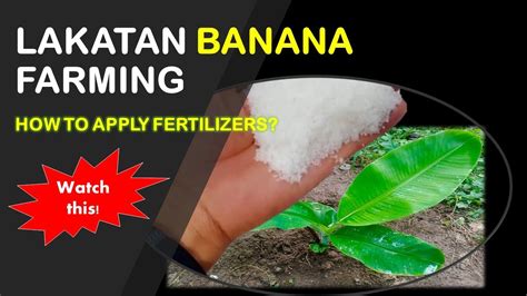 bananas  fertilizer  plants  john moris blog