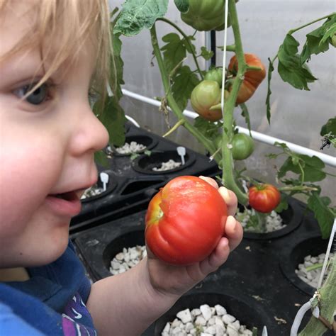 Propagating Tomato Plants Ashifasaldis