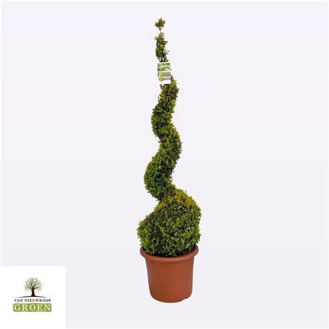 Buxus sempervirens — Plant Wholesale FlorAccess