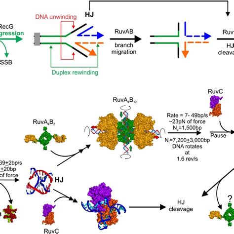 SSB forms dynamic structures on single-stranded DNA. (A) SSB can ...