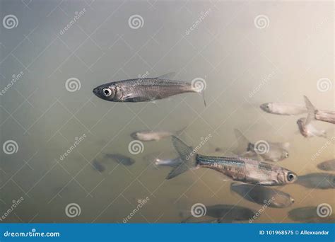 Bait Fish Freshwater Underwater. Common Bleak Close Up Stock Image ...