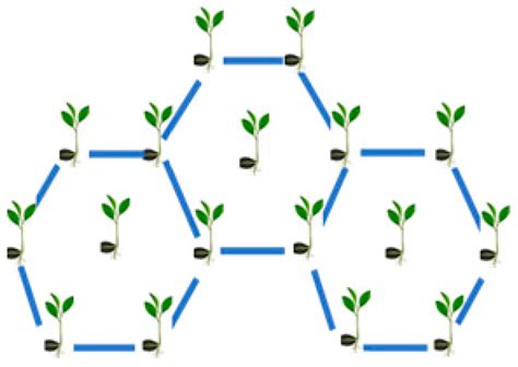 Horticulturae Free Full Text Planting Arrangement And Effects Of