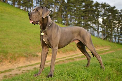 Great Dane Training Tips Unveiling The Gentle Giants Potential