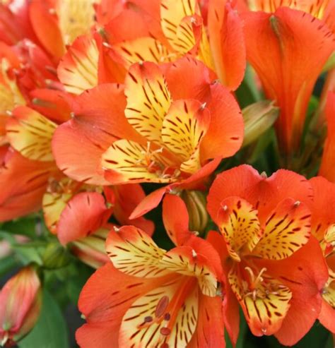 Alstroemeria Inca Safari The Naked Gardener