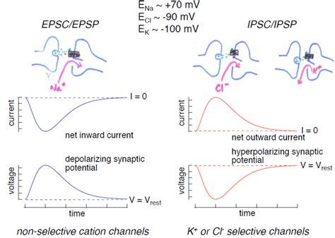 Excitatory and Inhibitory Neurotransmitters – Synapses ... 