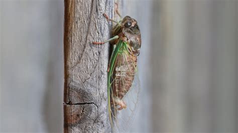 What To Know About The Upcoming Cicada Emergence In Illinois As