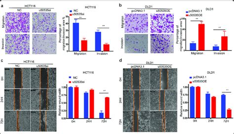 U Promotes Crc Cell Invasion And Migration A B Transwell Assays