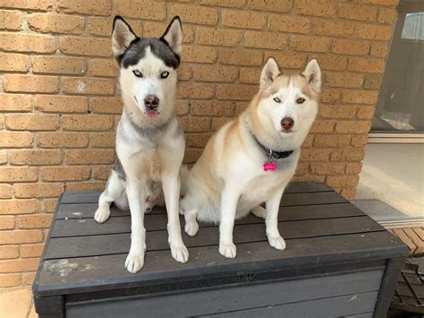 Adopt a Siberian Husky in Melbourne, Australia