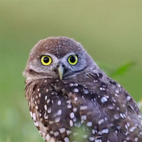 White Spotted Owl Video Spotted Owl Burrowing Owl Owl Photography