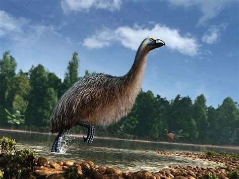 DNA provides unique insights of moa and climate change: Study ...