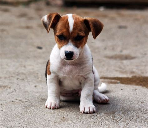 Miniature Jack Russell Pups For Sale Trimdon Station County Durham