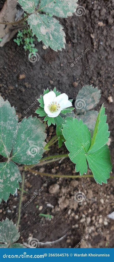 Bunga Strawberry Mekar stock photo. Image of garden - 266564576