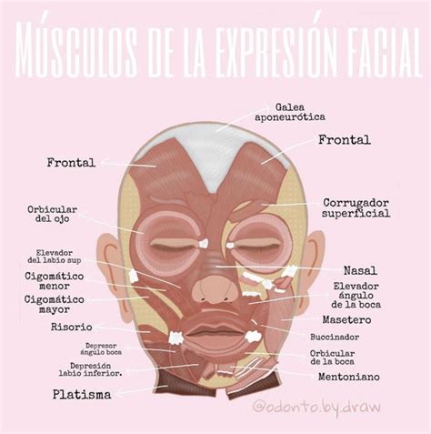 M Sculos De La Cara Y Cabeza Anatom A Dental Odontolog A Higiene