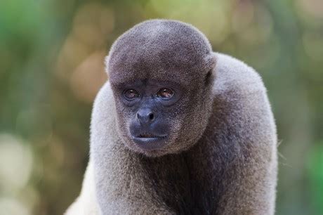 Brown Woolly Monkey Humboldts Woolly Monkey Editorial Stock Photo