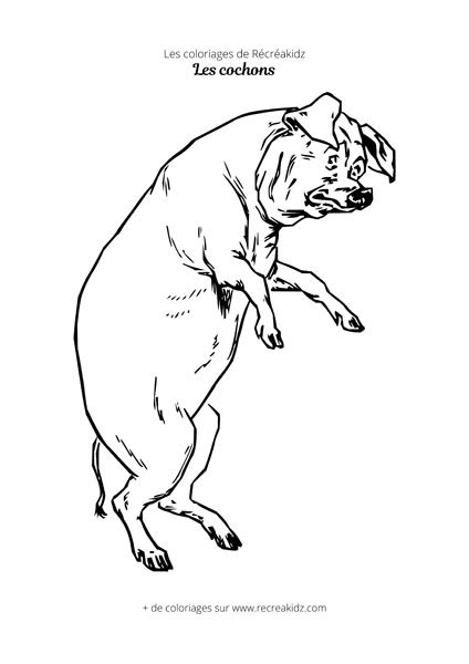 Coloriage cochon debout Dessin à colorier imprimer en PDF