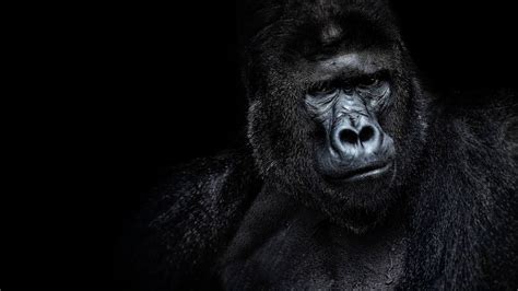 Gorilla - Wallpaper