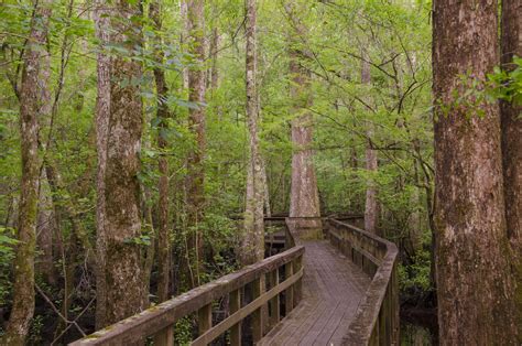 Hiking The Edisto Nature Trail South Carolina Lowcountry