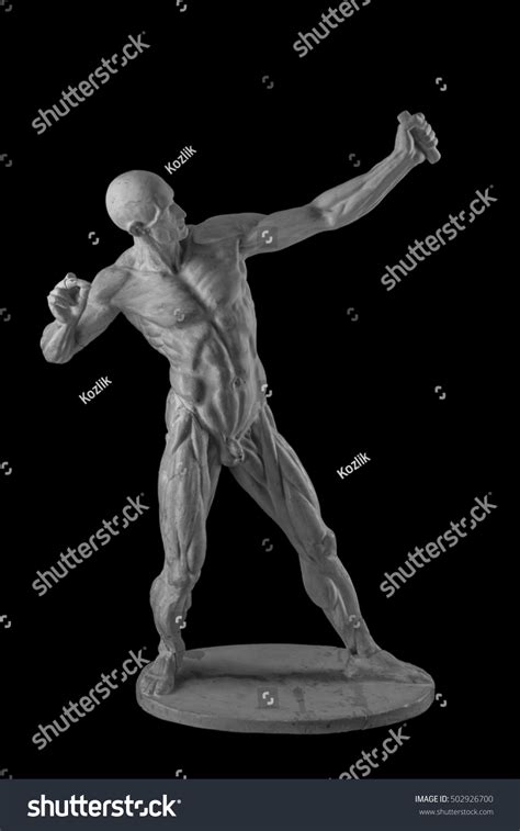 Plaster Statue Naked Anatomical Human Figure Stock Photo Shutterstock
