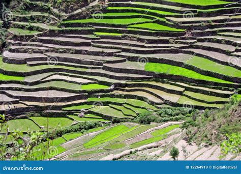 Himalayan Steppe Paddy Farming Uttaranchal India Royalty Free Stock