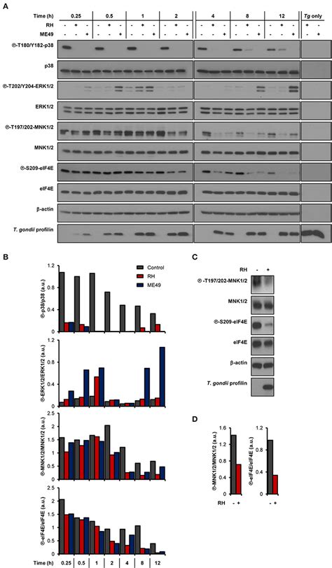 Frontiers Infection By The Protozoan Parasite Toxoplasma Gondii Inhibits Host Mnk12 Eif4e