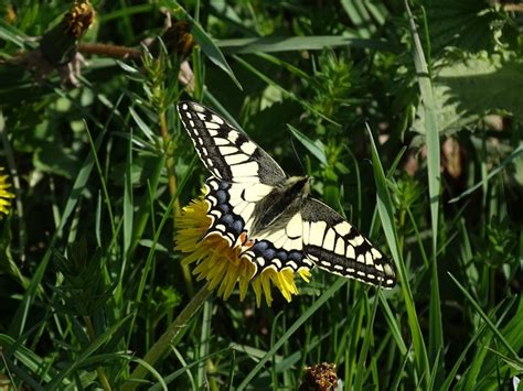 Mariposa Naturaleza Encajar Foto Gratis En Pixabay Pixabay