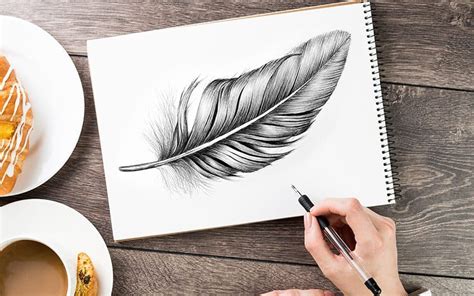 How To Draw A Feather Steps To Creating An Easy Feather Drawing