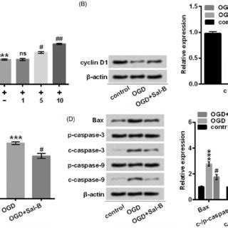 Sal B Protected H C Cells Against Ogd Induced Damage A Cell