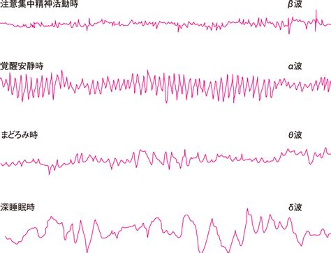脳波｜神経系の機能｜看護roo カンゴルー