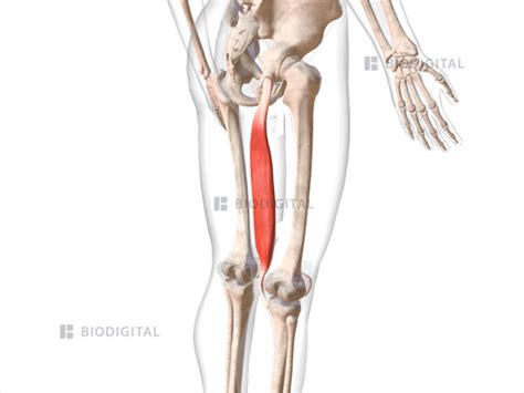 Right semimembranosus | BioDigital Anatomy