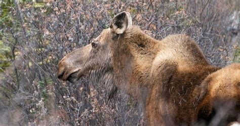 4 Perfect Times to Use a Monopod for Wildlife Photography