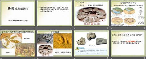 《生物的进化》ppt免费课件 第一ppt