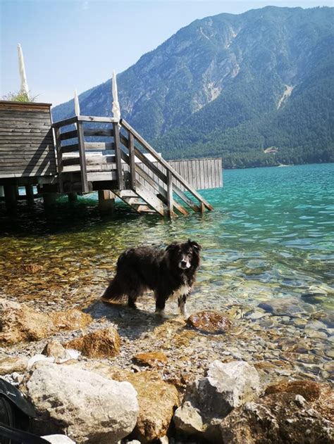 Daphne Trauer Um Hunde Verstehen Und Bew Ltigen Lebewohl Fellnase