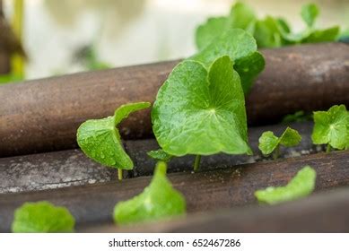 Closeup Pilea Peperomioides Houseplant Wicker Jute Stock Photo