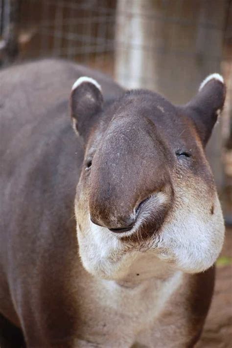 Funny Tapirs Gagdaily News