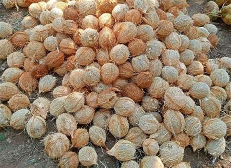 A Grade Solid Fresh Semi Husked Coconut Coconut Size Medium At Rs