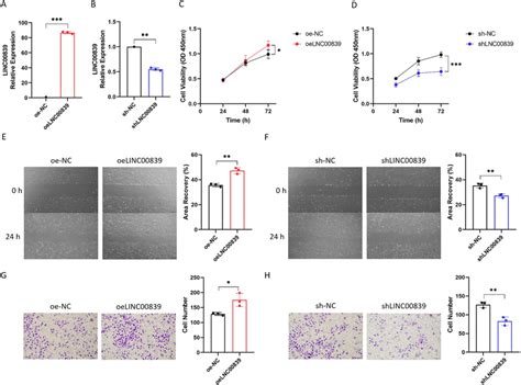 Linc00839 Facilitates Liver Cancer Cell Proliferation Migration And