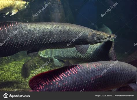 Arapaima Fish Aquarium