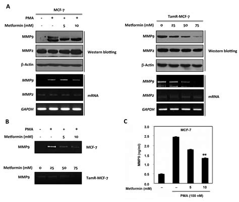 Metformin Inhibits Tumor Cell Migration Via Down Regulation Of Mmp9 In