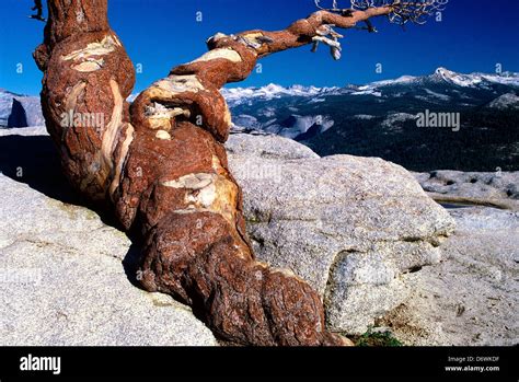 Sentinel Tree, Yosemite National Park, California Stock Photo - Alamy
