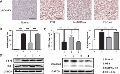 Human Umbilical Cord Mesenchymal Stem Cell Hucmsc Exosomes Attenuated