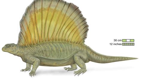 Pelycosaur | fossil tetrapod order | Britannica