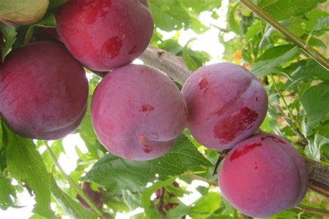 Japanese Plum Trees Cloud Mountain Farm Center Nursery