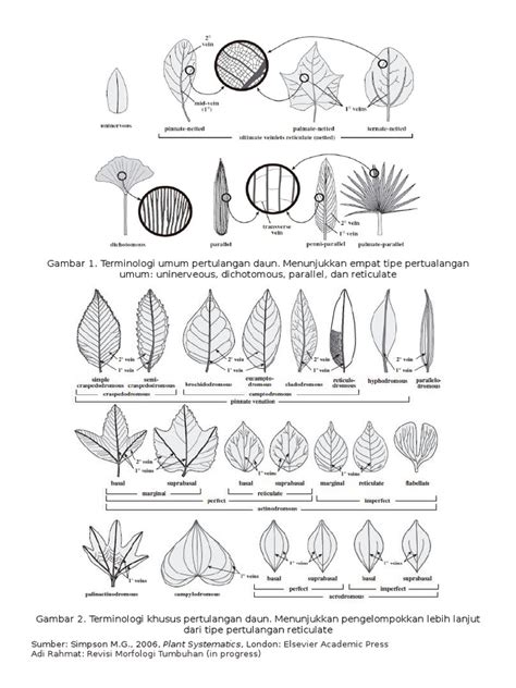 Morfologi Daun Pdf