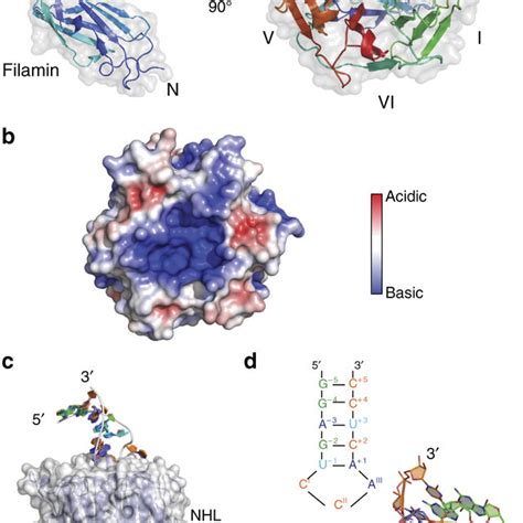 Crystal Structure Of The C Terminal Part Of D Rerio LIN41 A The